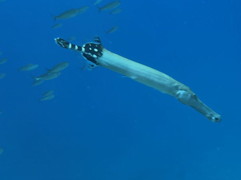 tenerife-diving-license-in-one-day