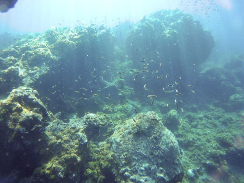 tenerife-exclusive-snorkeling-trip-with-marine-biologist