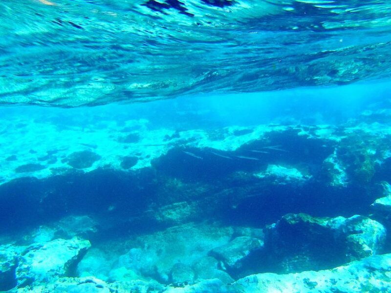 tenerife-exclusive-snorkeling-trip-with-marine-biologist