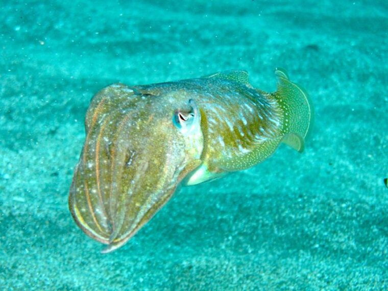 tenerife-exclusive-snorkeling-trip-with-marine-biologist