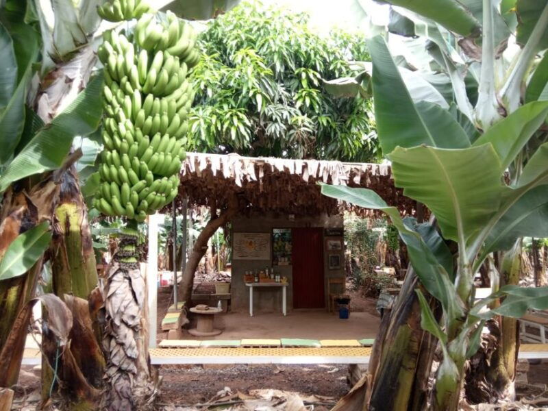 tenerife-finca-las-margaritas-banana-plantation-experience