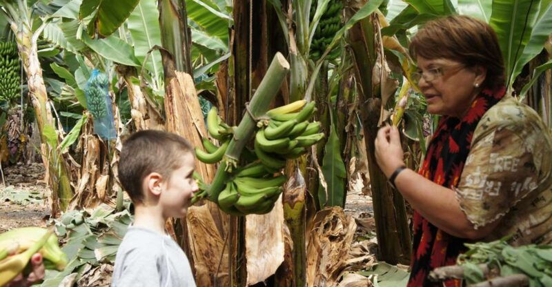 tenerife-finca-las-margaritas-banana-plantation-experience