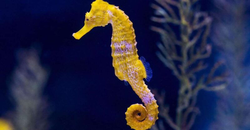 tenerife-full-day-guided-tour-of-gran-canaria-with-aquarium