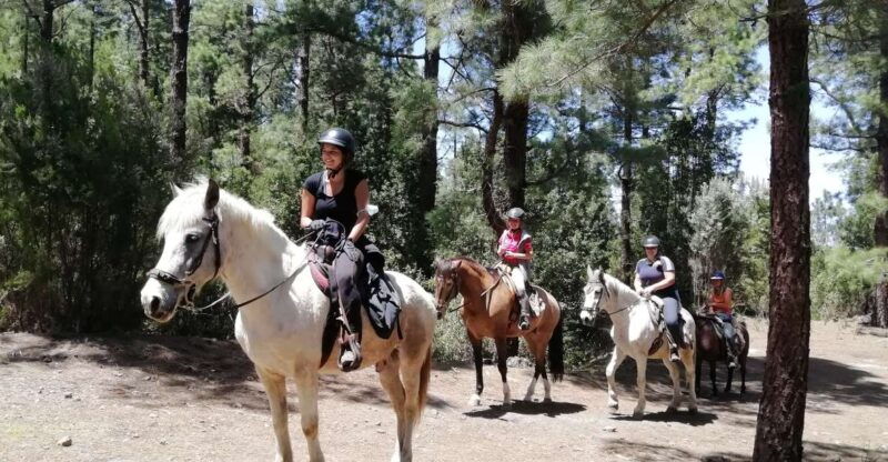 tenerife-guided-horseback-riding-tour-to-the-lomo-forest
