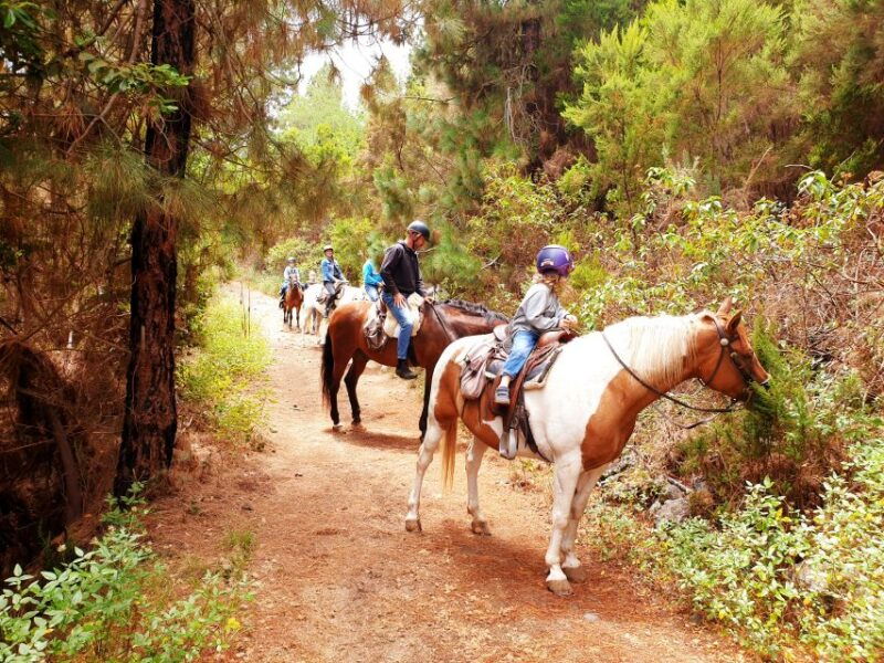 tenerife-guided-horseback-riding-tour-to-the-lomo-forest