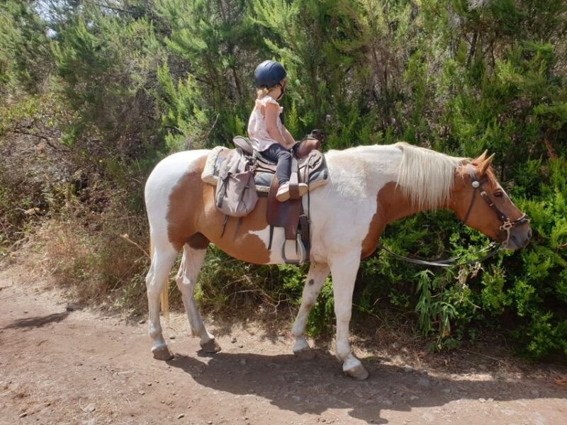 tenerife-guided-horseback-riding-tour-to-the-lomo-forest