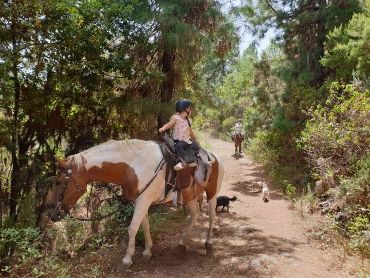tenerife-guided-horseback-riding-tour-to-the-lomo-forest