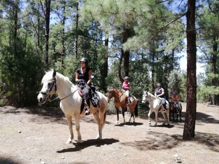 tenerife-guided-horseback-riding-tour-to-the-lomo-forest