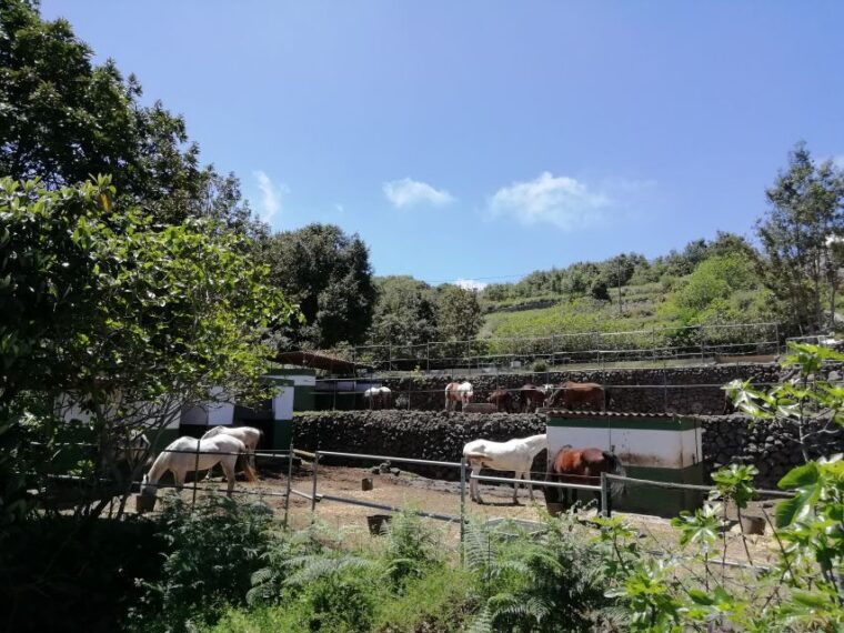tenerife-guided-horseback-riding-tour-to-the-lomo-forest