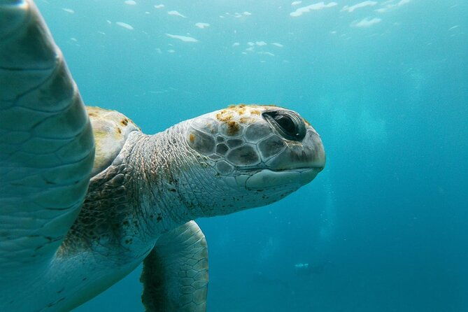 tenerife-guided-kayak-tour-with-snorkeling-in-a-marine-reserve-2