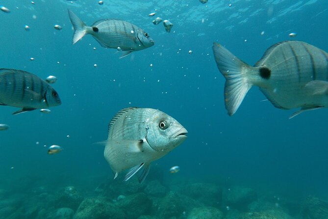 tenerife-guided-kayak-tour-with-snorkeling-in-a-marine-reserve-2