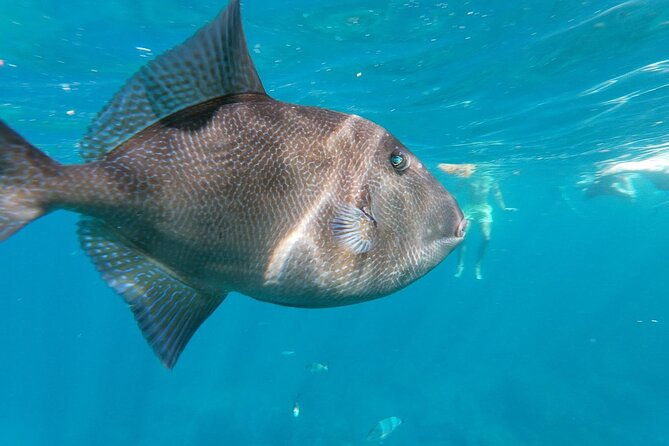 tenerife-guided-kayak-tour-with-snorkeling-in-a-marine-reserve-2