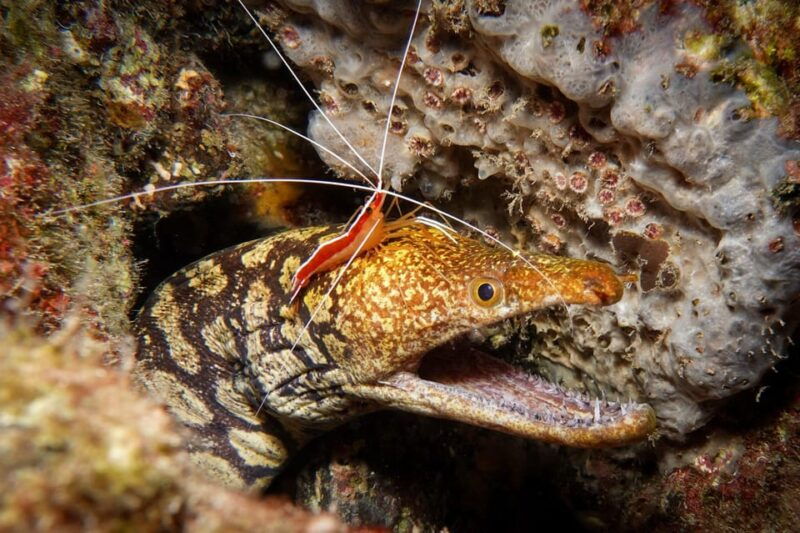 tenerife-guided-scuba-diving-trips-by-boat-in-small-groups