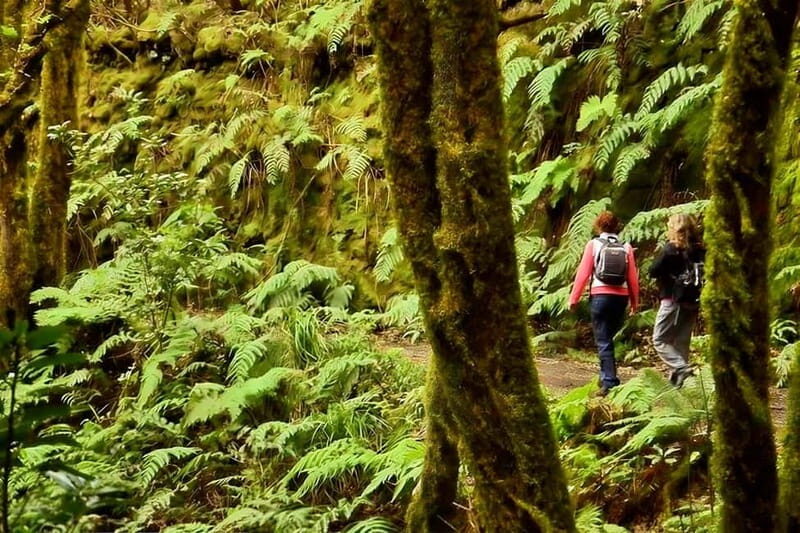 Tenerife: Guided tour guide in the Anaga Rural Park - Discovering the Launel Forest of Anaga