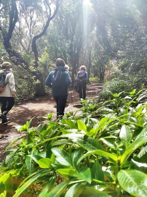 Tenerife: Guided tour guide in the Anaga Rural Park - The Authentic Experience