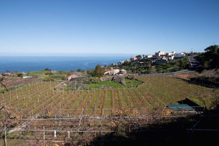 tenerife-guided-tour-with-tasting-of-6-wines