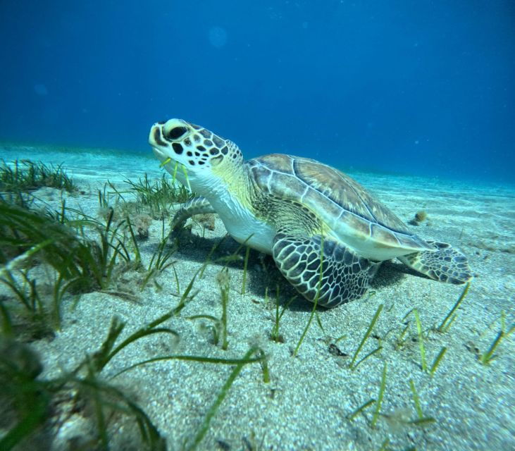 tenerife-half-day-snorkeling-tour