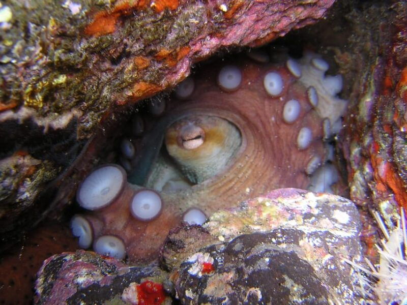 tenerife-half-day-snorkeling-tour