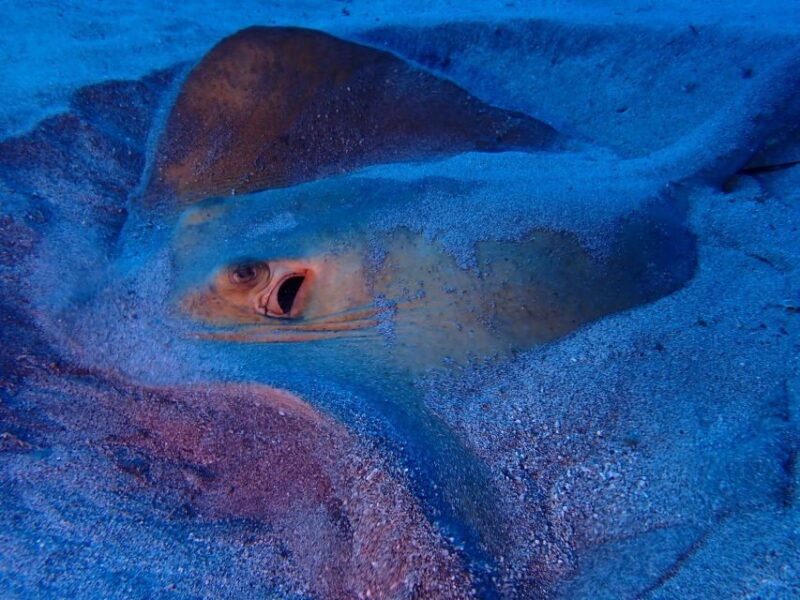 tenerife-half-day-snorkeling-tour