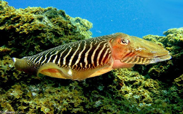 tenerife-half-day-snorkeling-tour
