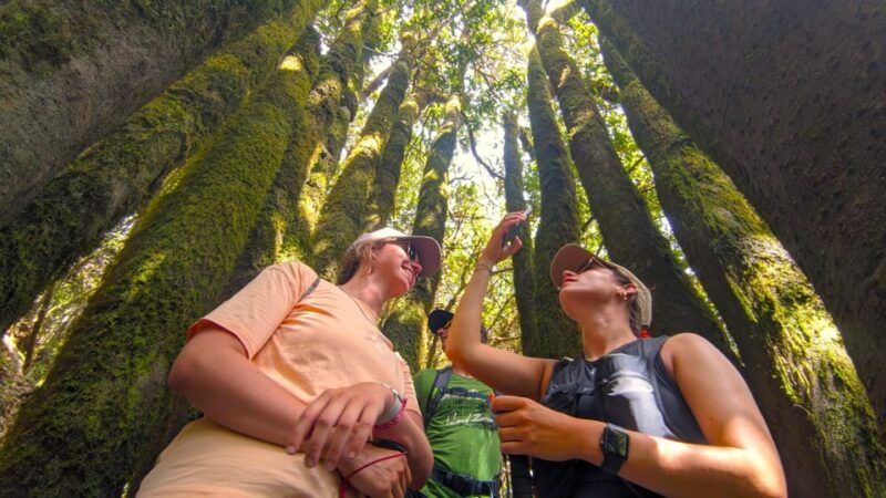 tenerife-hiking-tour-above-masca-enchanted-forest