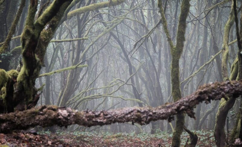 tenerife-hiking-tour-above-masca-enchanted-forest