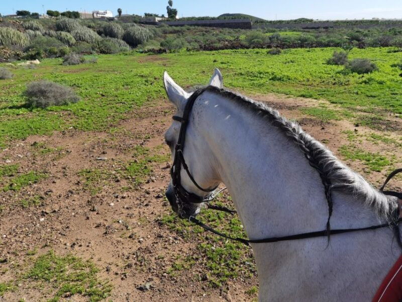 tenerife-horseback-ride-with-instructor