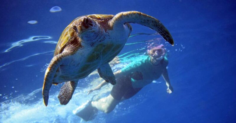 tenerife-kayak-and-snorkel-with-turtles-wetsuits-included