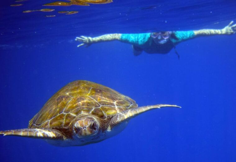 tenerife-kayak-and-snorkel-with-turtles-wetsuits-included