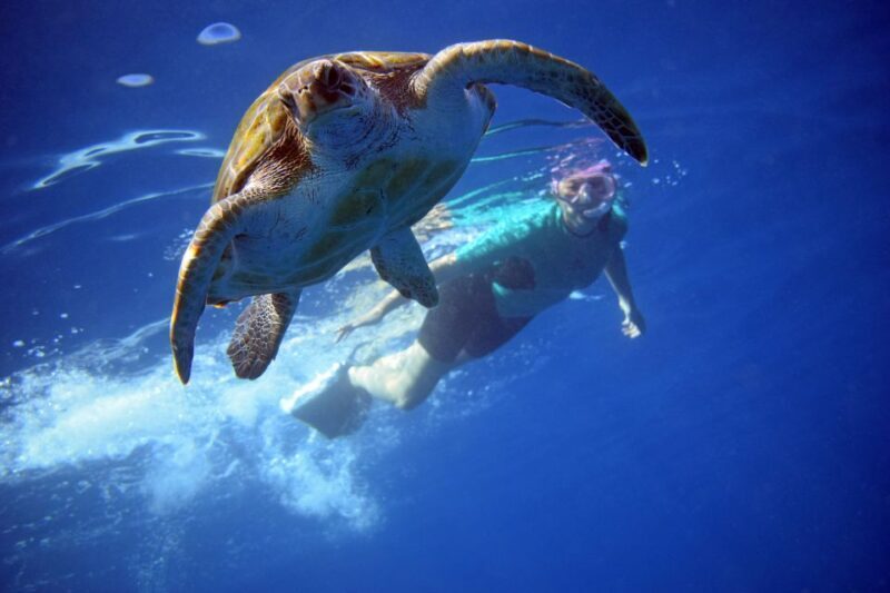 Tenerife: Kayak and Snorkel with Turtles with Free Videos - Tenerife: Kayak and Snorkel with Turtles with Free Videos — An Authentic Marine Adventure