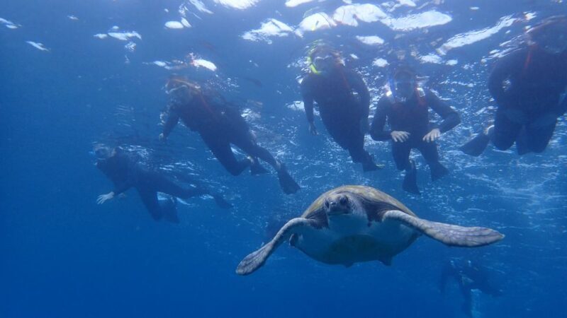 Tenerife: Kayak and Snorkel with Turtles with Free Videos - Key Points