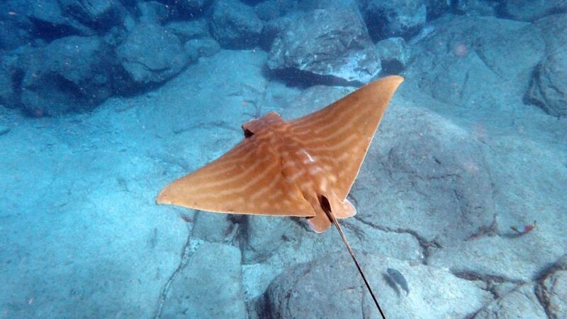 Tenerife: Kayak and Snorkel with Turtles with Free Videos - Practical Details: Price, Timing, and Booking