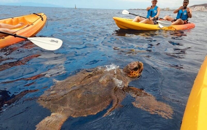 tenerife-kayak-safari-and-sea-turtle-snorkeling-with-photos