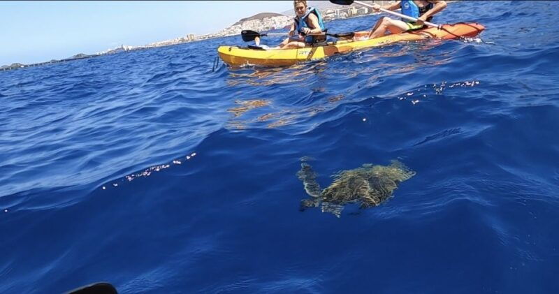 tenerife-kayak-safari-and-sea-turtle-snorkeling-with-photos