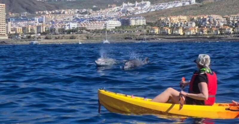 tenerife-kayak-safari-and-sea-turtle-snorkeling-with-photos