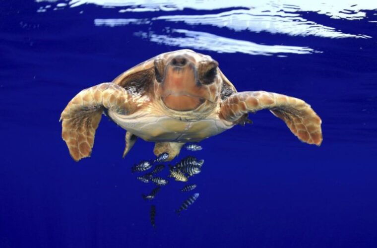 tenerife-kayak-safari-and-sea-turtle-snorkeling-with-photos