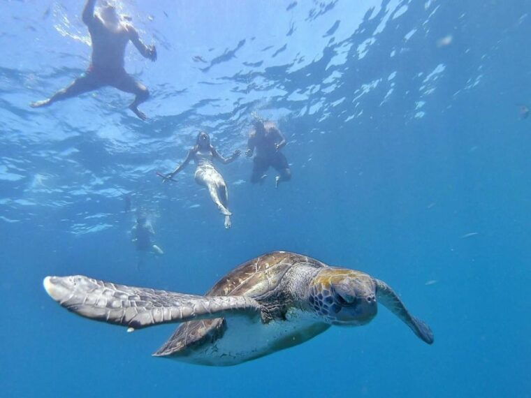 tenerife-kayak-safari-and-sea-turtle-snorkeling-with-photos