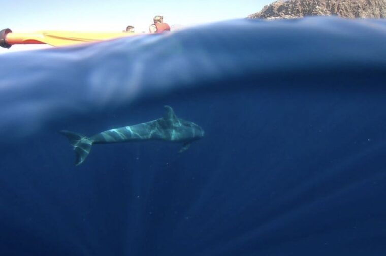 tenerife-kayak-safari-and-sea-turtle-snorkeling-with-photos