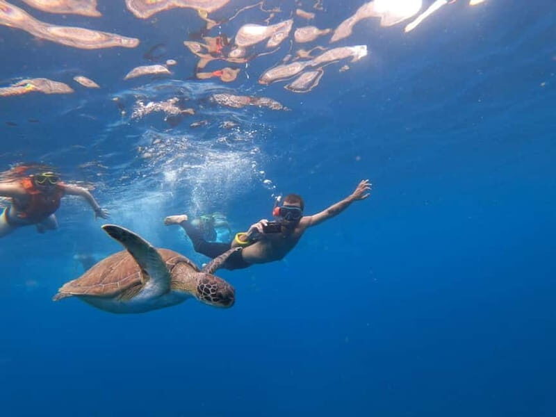 Tenerife: Kayak Sea Safari with Snorkel and Snacks - A Deep Dive into the Kayak Sea Safari Experience
