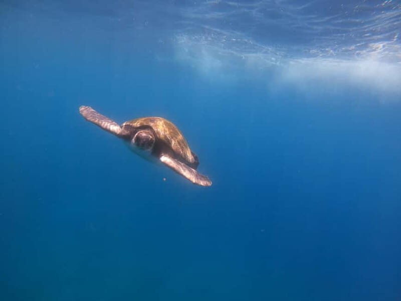 Tenerife: Kayak & Snorkel Tour with Snacks & Sea Life Safari - An Authentic Look at the Experience