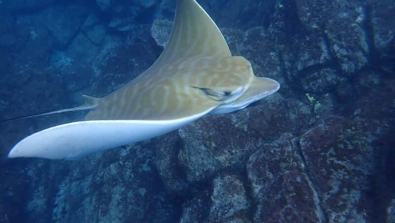 Tenerife: Kayak & Snorkel Tour with Snacks & Sea Life Safari - FAQ