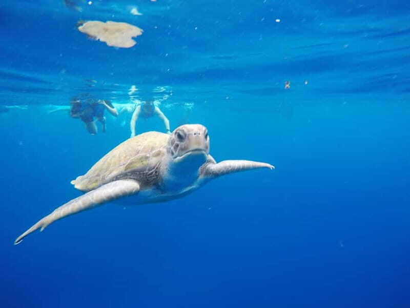 Tenerife: Kayak & Snorkel with Turtles & Dolphins w/Photos - Starting Point & Check-In Experience