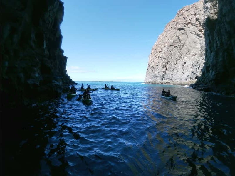 Tenerife: Kayak & Snorkel with Turtles & Dolphins w/Photos - Wildlife Encounters & Snorkeling