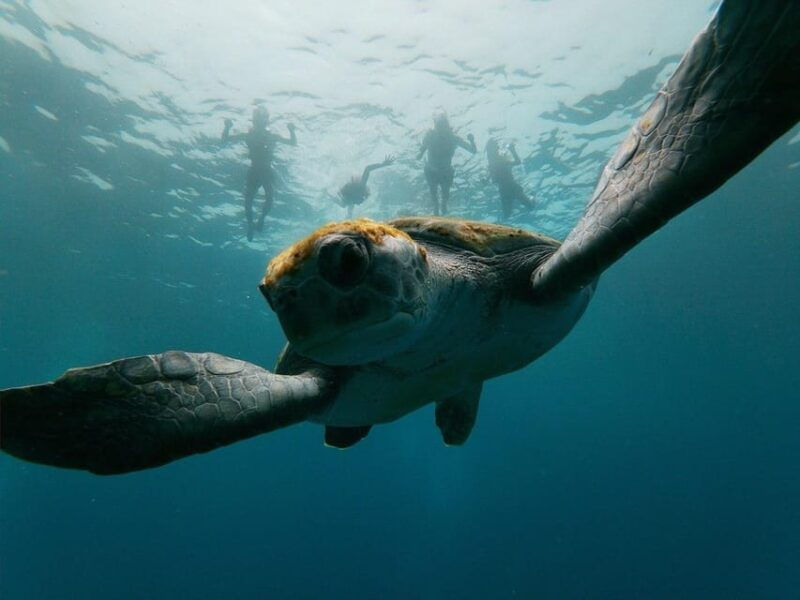 tenerife-kayak-snorkeling-marine-fauna-watching