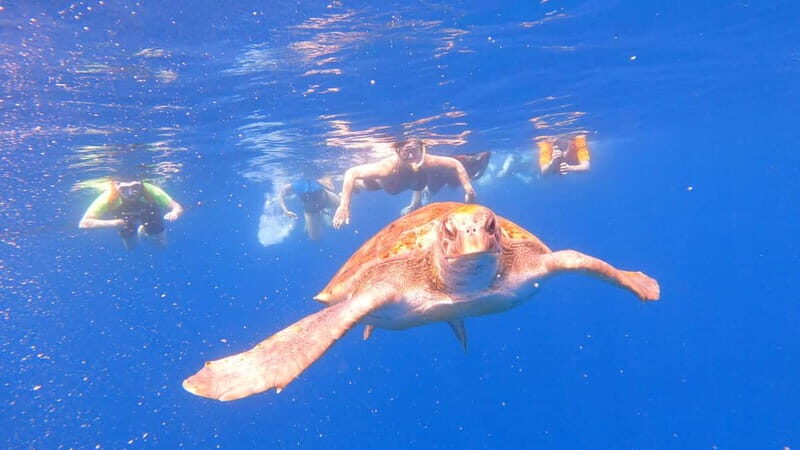 Tenerife: kayak tour with animals and underwater scooters - An In-Depth Look at the Tenerife Kayak Tour