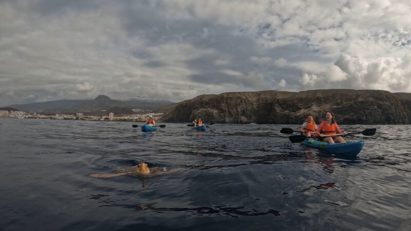 Tenerife: kayak tour with animals and underwater scooters - Final Thoughts: Is It Worth It?