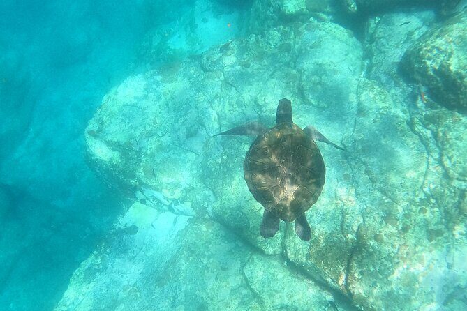 Tenerife: Kayaking and snorkeling, snacks, photos and marine life safari - What the Itinerary Looks Like