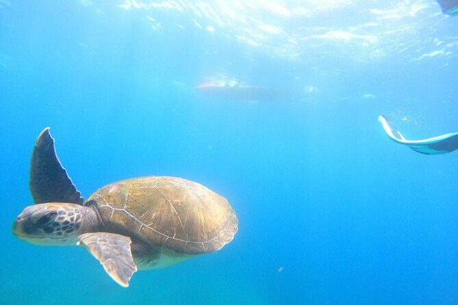 Tenerife: Kayaking and snorkeling, snacks, photos and marine life safari - Practical Details and What to Expect