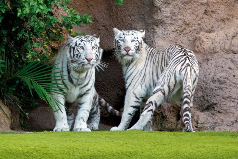 tenerife-loro-parque-siam-park-entry-ticket-with-transfer