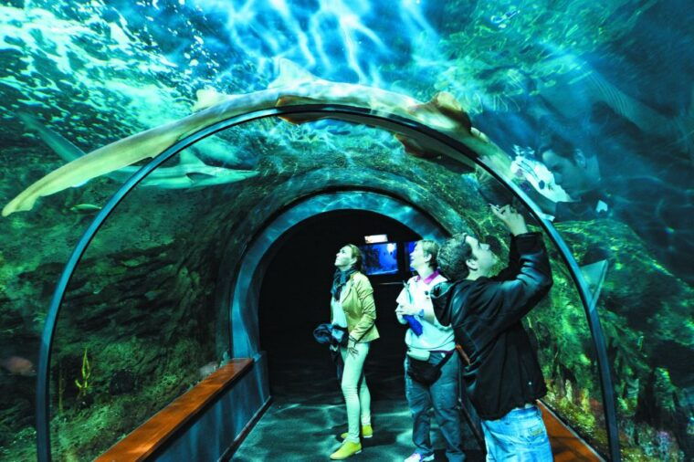 tenerife-loro-parque-siam-park-entry-ticket-with-transfer